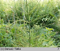 Equisetum ×litorale (skrzyp pośredni)