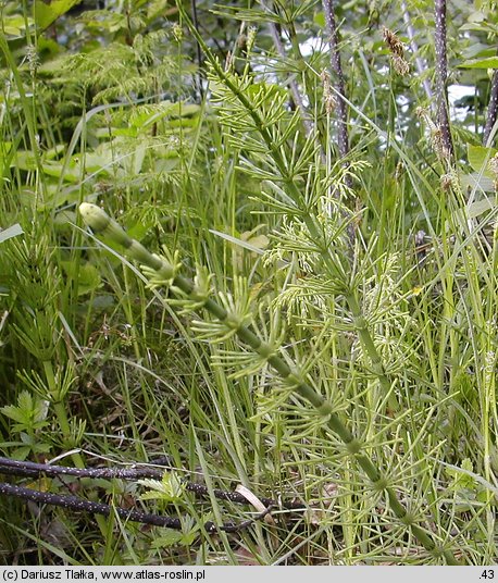 Equisetum litorale