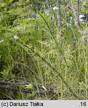 Equisetum litorale