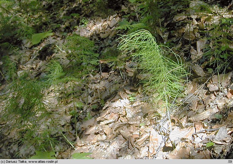 Equisetum pratense (skrzyp łąkowy)