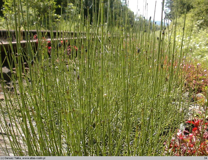 Equisetum ramosissimum (skrzyp gałęzisty)