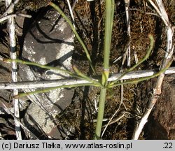 Equisetum ramosissimum (skrzyp gałęzisty)