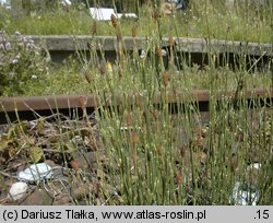 Equisetum ramosissimum (skrzyp gałęzisty)