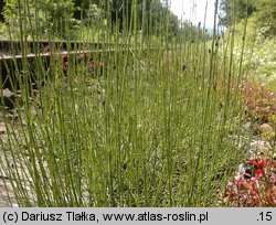 Equisetum ramosissimum (skrzyp gałęzisty)