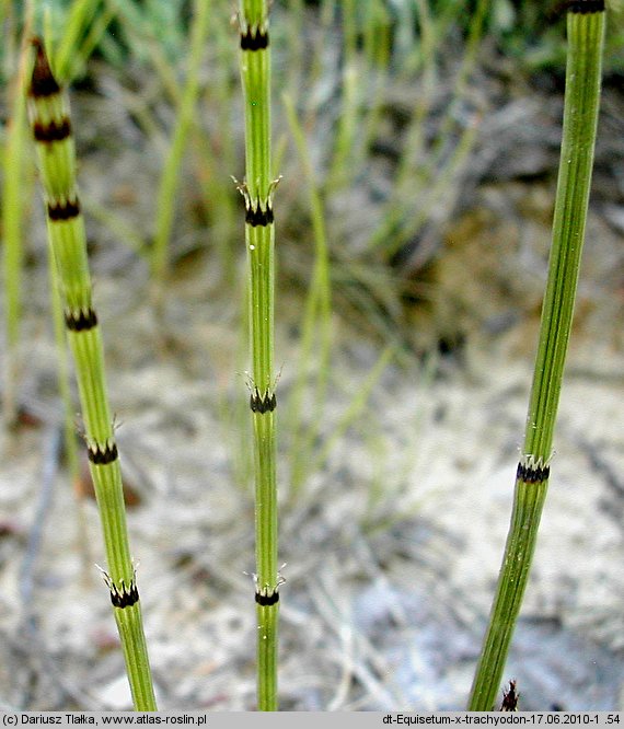 Equisetum ×trachyodon (skrzyp Mackaya)