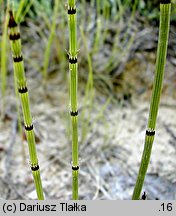 Equisetum ×trachyodon (skrzyp Mackaya)