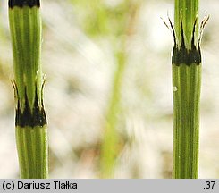 Equisetum ×trachyodon (skrzyp Mackaya)