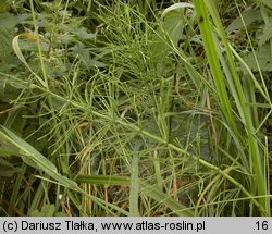 Equisetum xlitorale