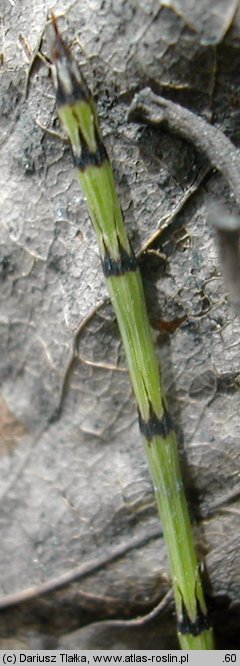 Equisetum ×trachyodon (skrzyp Mackaya)