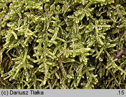 Hypnum cupressiforme (rokiet cyprysowy)