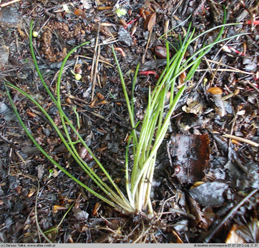 Isoetes echinospora (poryblin kolczasty)