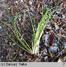 Isoetes echinospora (poryblin kolczasty)