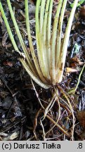 Isoetes echinospora (poryblin kolczasty)