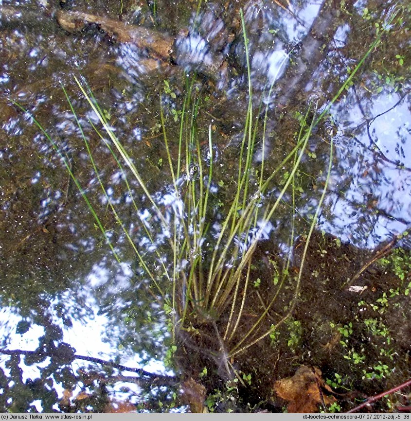 Isoetes echinospora (poryblin kolczasty)