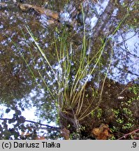 Isoetes echinospora (poryblin kolczasty)