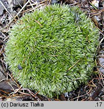 Leucobryum glaucum (bielistka siwa)