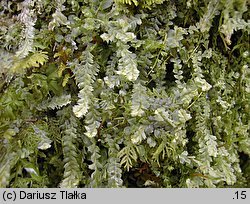 Lophocolea bidentata (płozik dwuzębny)