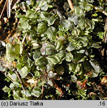 Rhizomnium punctatum (merzyk kropkowany)