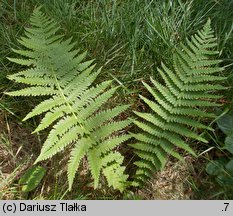 Oreopteris limbosperma (zaproć górska)