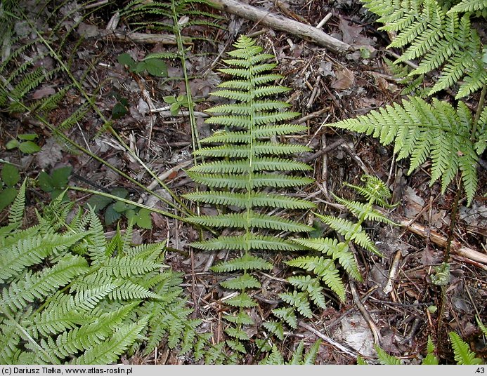 Oreopteris limbosperma