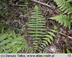 Oreopteris limbosperma