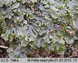 Pellia epiphylla