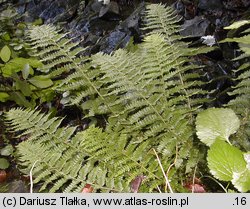 Polystichum braunii (paprotnik Brauna)