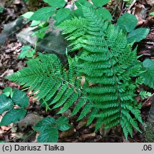 Polystichum setiferum (paprotnik szczecinkozębny)