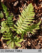 Polystichum setiferum (paprotnik szczecinkozębny)