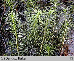 Polytrichum commune (płonnik pospolity)