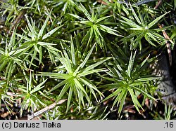 Polytrichastrum formosum (złotowłos strojny)