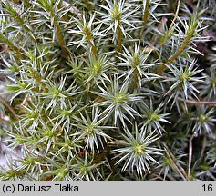 Polytrichum juniperinum (płonnik jałowcowaty)