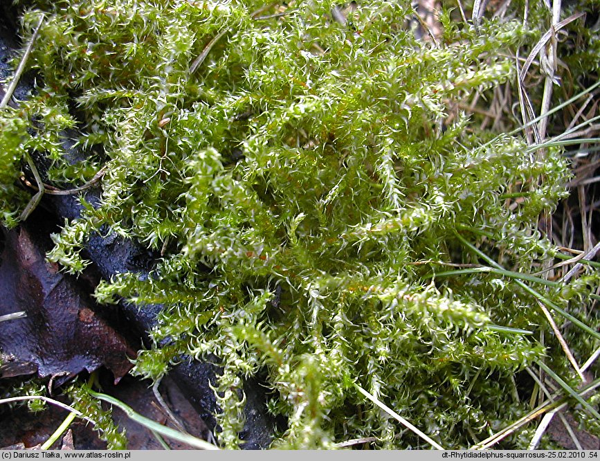 Rhytidiadelphus squarrosus (fałdownik nastroszony)