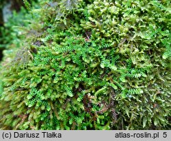 Selaginella helvetica (widliczka szwajcarska)