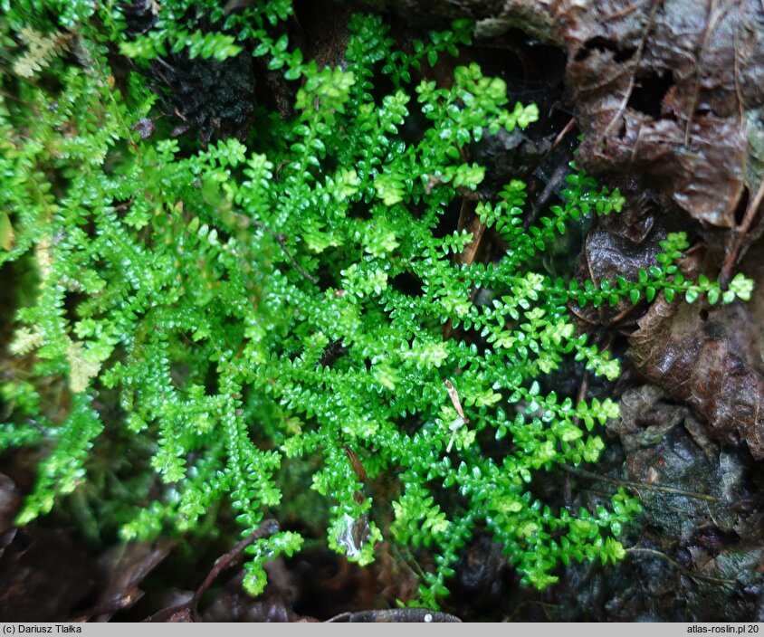 Selaginella helvetica (widliczka szwajcarska)