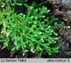 Selaginella helvetica (widliczka szwajcarska)