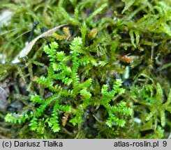 Selaginella helvetica (widliczka szwajcarska)