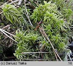 Sphagnum fallax (torfowiec kończysty)