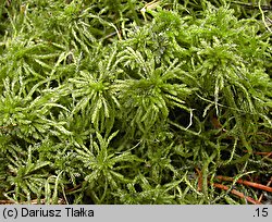 Sphagnum squarrosum (torfowiec nastroszony)