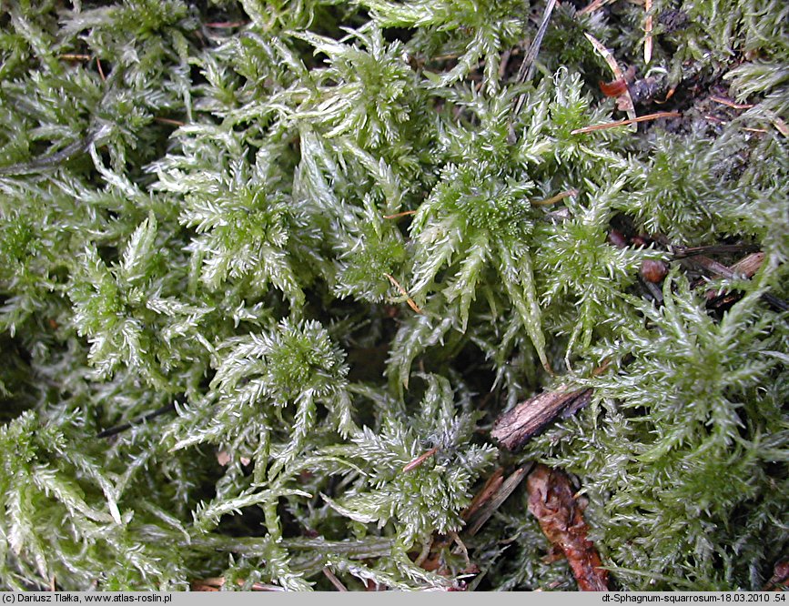 Sphagnum squarrosum (torfowiec nastroszony)