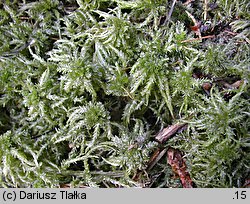 Sphagnum squarrosum (torfowiec nastroszony)