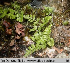 Woodsia alpina (rozrzutka alpejska)