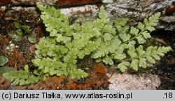 Woodsia alpina (rozrzutka alpejska)