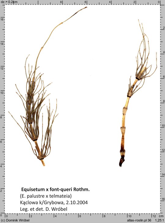 Equisetum ×font-queri (skrzyp mokradłowy)