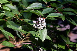 Cornus alba