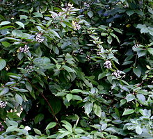 Cornus alba