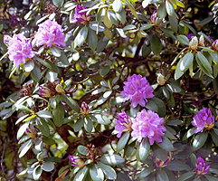 Rhododendron catawbiense