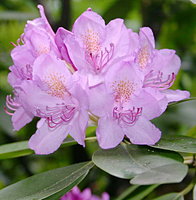 Rhododendron catawbiense