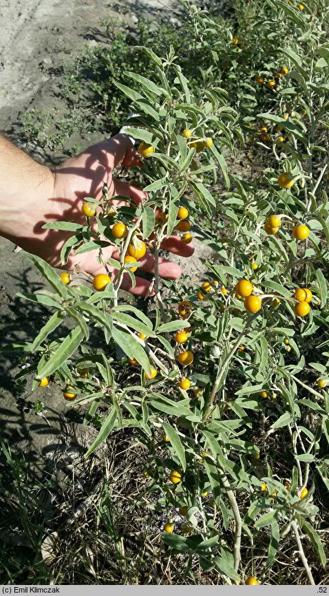 Solanum elaeagnifolium