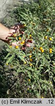 Solanum elaeagnifolium